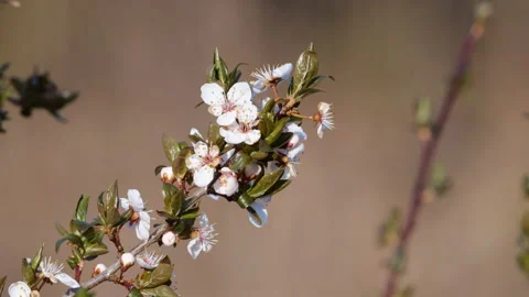 Blackthorn blossoms and leafs on a twig with a ant Stock Footage 152106591