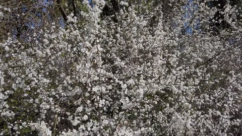 Blackthorn flowers. Video stock 106448816