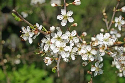 Blackthorn flowers Foto stock