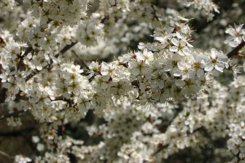 Blackthorn flowers Stock Photos