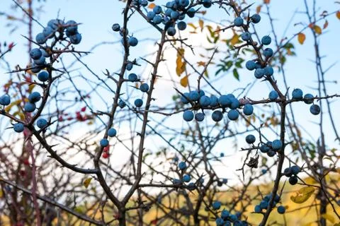 Blackthorn fruit Stock Photos