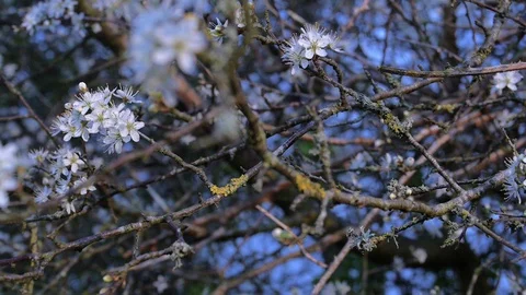 Blackthorn Hedge Stock Footage 97885947