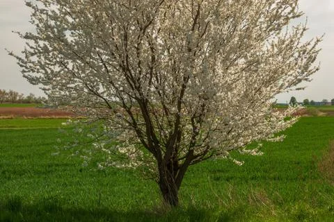 Blackthorn Stock Photos