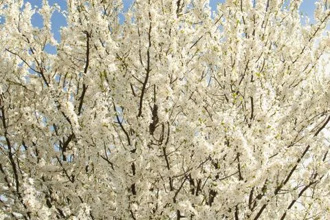 Blackthorn Stock Photos