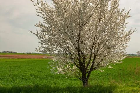 Blackthorn Stock Photos
