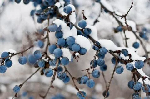 Blackthorn Stock Photos