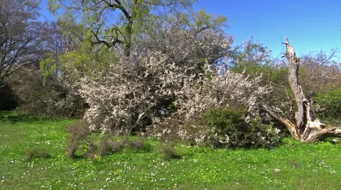 Blackthorn shrubbery Stock Footage 50367009