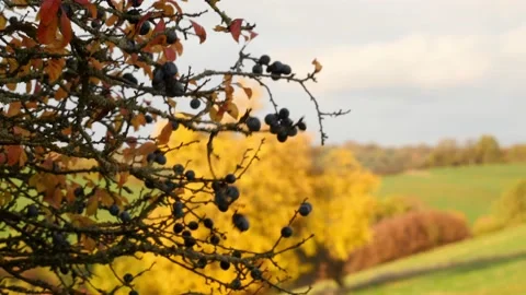 Blackthorn, sloe (prunus spinosa) shrub, colorful autumn landscape in background Stock Footage 143607044
