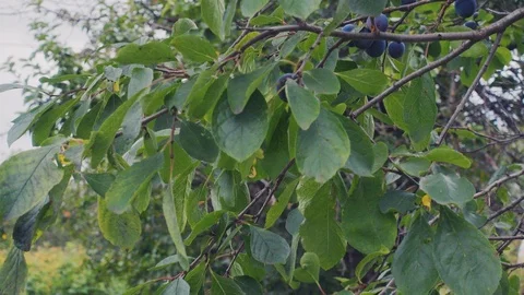 Blackthorn tree Stock Footage 114652270