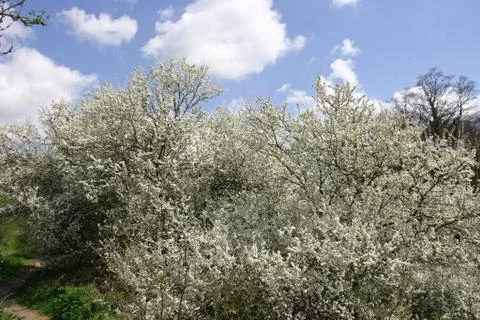Blackthorn trees in flower Foto stock