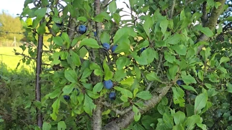 Blackthorne (Prunus spinosa) tree in hedge in West Wales, UK. Lots of sloes Stock Footage 317805360