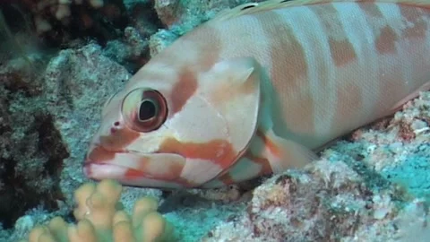 Blacktip Grouper, Close Up Stock Footage 291359808