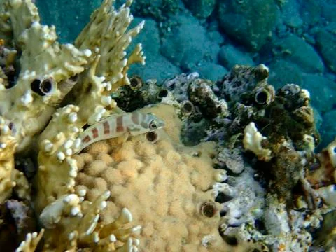 The blacktip grouper Stock Photos