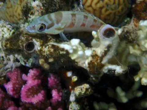The blacktip grouper Stock Photos