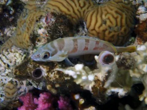 The blacktip grouper Stock Photos