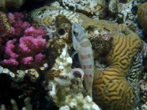 The blacktip grouper Stock Photos