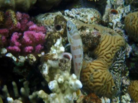 The blacktip grouper Foto stock