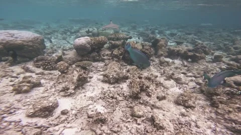 Blacktip Reef Shark and Parrotfish Swim Across a Shallow Maldives Coral Reef 库存影片 342216874