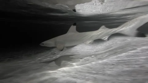 Blacktip Reef Shark Approaches and Passes Camera in Maldives Lagoon at Night Stock Footage 342216681