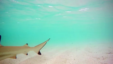 Blacktip Reef Shark Approaches Camera in the Maldives, with Sound Stock Footage