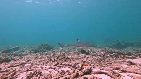 Blacktip reef shark approaching Stock Footage 321828229
