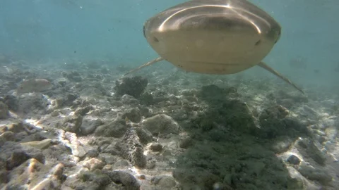 Blacktip Reef Shark attacking biting camera swimming in French Polynesia, Tahiti Stock-Footage 107740691