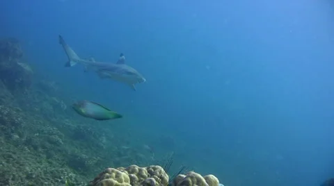 Blacktip reef shark (Carcharhinus melanopterus) swimming close by 2 Stock Footage