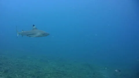 Blacktip reef shark (Carcharhinus melanopterus) swimming close by 3 Stock Footage