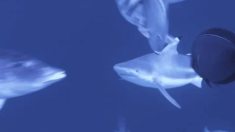 Blacktip reef shark (Carcharhinus melanopterus)  , Kri island, Raja Ampat Stock Footage 80664461