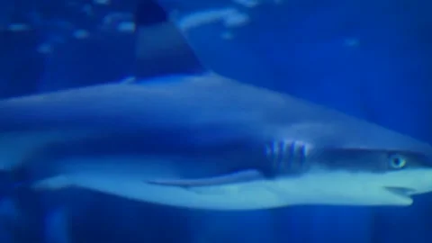 Blacktip reef shark (Carcharhinus melanopterus) Stock Footage 231076216