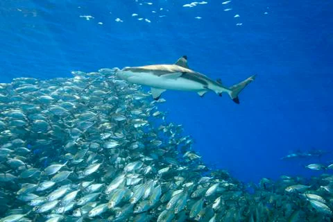 Blacktip Reef Shark with Fish Stock Photos