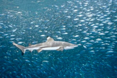 Blacktip Reef Shark with Fish Stock Photos