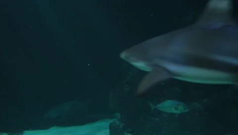 Blacktip reef shark Stock Footage 10857860