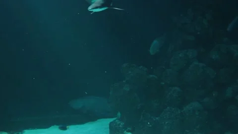 Blacktip reef shark Stock Footage 10857928