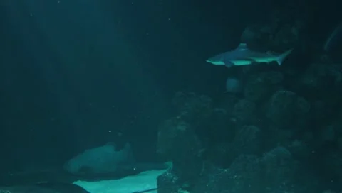 Blacktip reef shark 库存影片 10857982