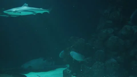 Blacktip reef shark Stock-Footage 10858008