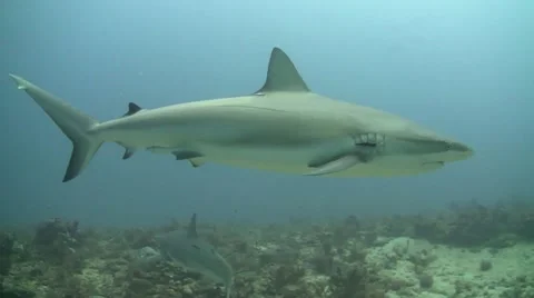 Blacktip Reef Shark Stock Footage 12341794