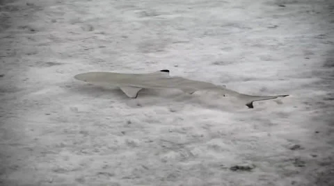 Blacktip reef shark Stock Footage 22559675
