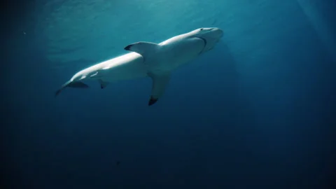 Blacktip Reef Shark Stock Footage 148543701