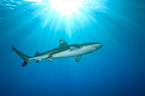 Blacktip Reef Shark Stock Photos