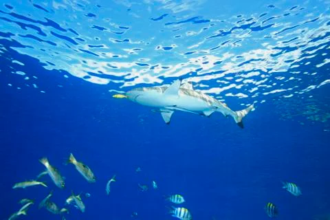 Blacktip Reef Shark Stock Photos