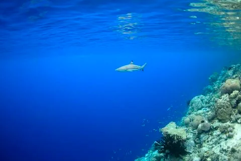Blacktip Reef Shark Stock Photos