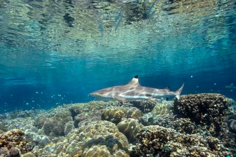 Blacktip Reef Shark Stock Photos