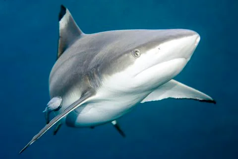 Blacktip Reef Shark Foto stock