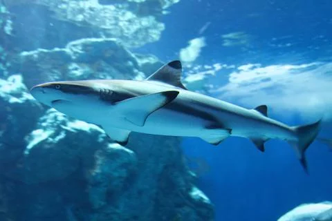 Blacktip reef shark Stock Photos