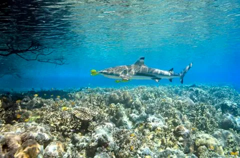 Blacktip Reef Shark with Pilotfish 写真素材