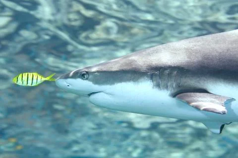 Blacktip Reef Shark with Pilotfish Foto stock