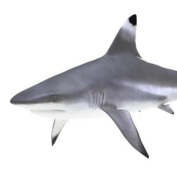 Blacktip Reef Shark Rigged for Cinema 4D ~ 3D Model #91029128