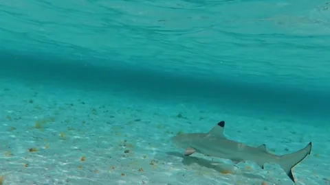 Blacktip reef shark in the shallow water Stock Footage 323834268