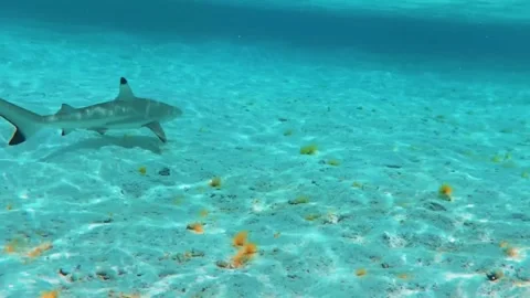 Blacktip reef shark in the shallow water Stock Footage 323834375
